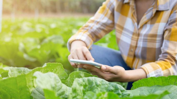 Женщина сидит на огороде среди грядок капусты и через телефон осуществляет платеж – это позволяет сделать Финтех