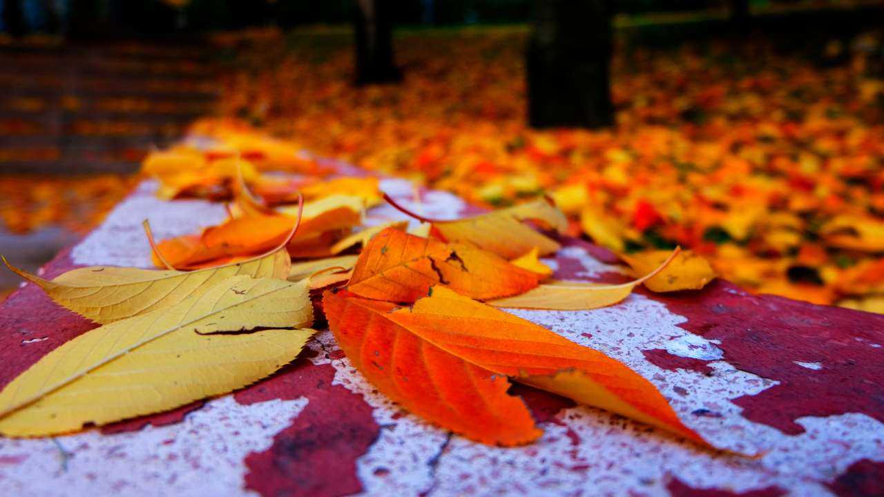 Uz koka soliņa guļ krāsainas rudens lapas, jo arī finansēs 2023. gada novembris būs dažāds katrai zodiaka zīmei