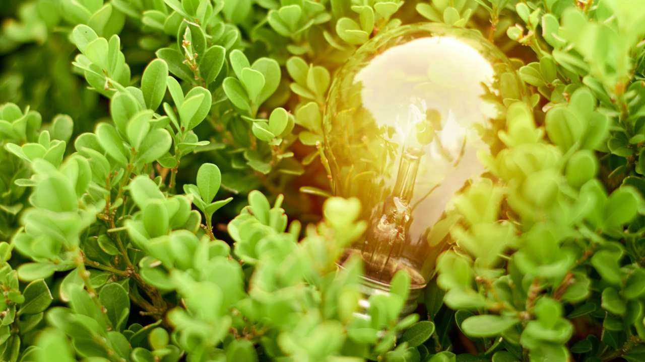 В зеленой, экологически чистой траве лежит лампочка, от которой отражается солнечный свет – символ разумного потребления