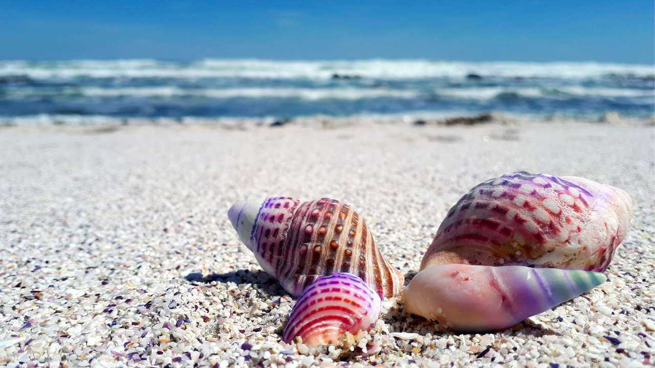 Ракушки на белом берегу синего моря – пляж, о котором мечтают многие, оформляя кредит на путешествие